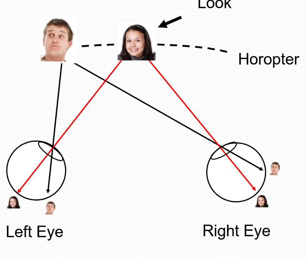 <p>the line in which all objects will fall on the corresponding part of the retina in both eyes even if they are not the point of fixation</p>
