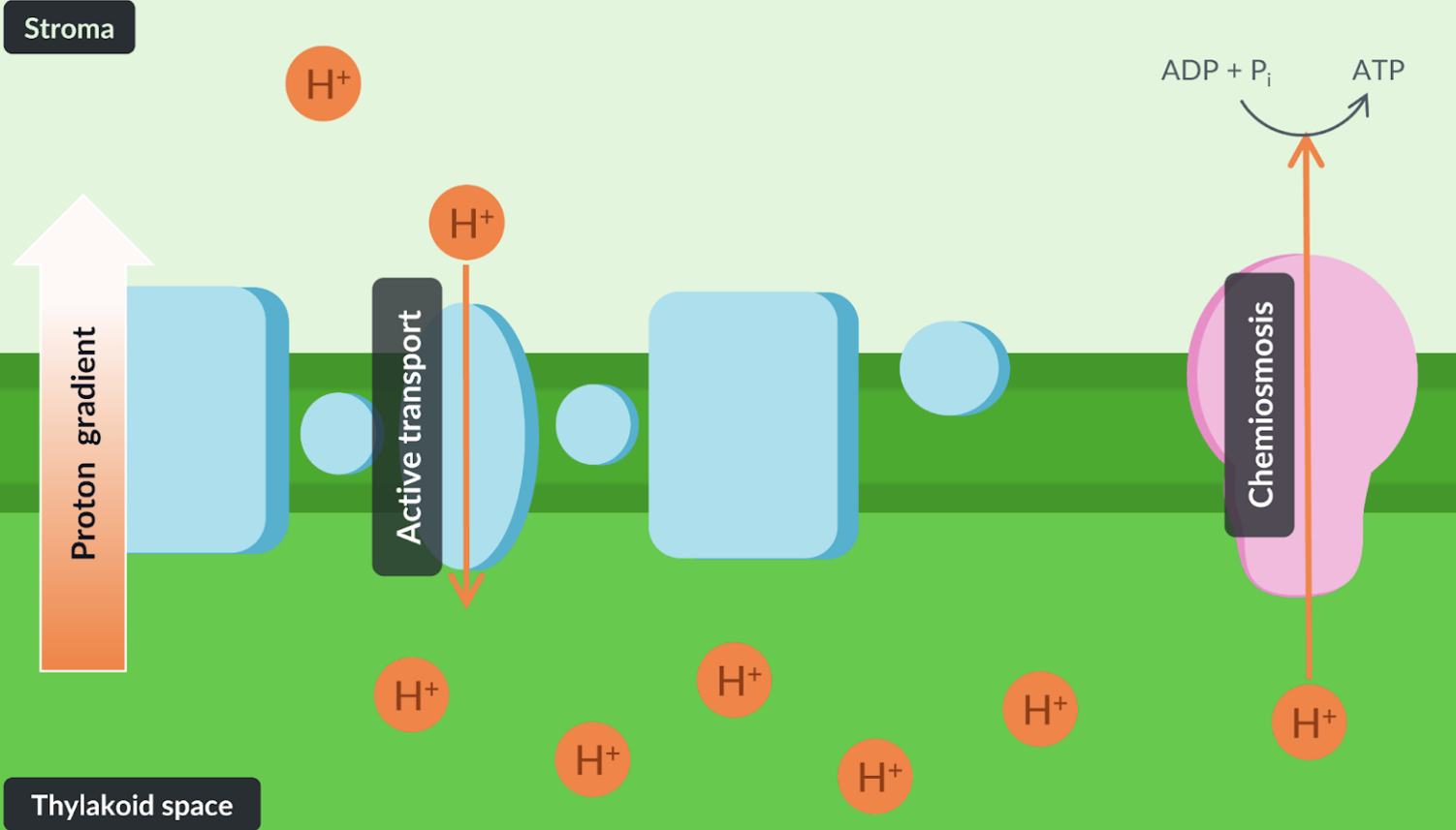 <p>takes place in the thylakoid membrane</p><p>products: ATP and NADPH → used for light independent reaction</p><p><strong>photophosphorylation</strong> = the production of ATP using light energy during photosynthesis. process:</p><p>theres a higher concentration of protons in thylakoid than stroma. so chemiosmosis occurs where protons diffuse along their proton gradient. this provides energy for ATP to be produced from ATP synthase. to maintain the proton gradient, protons are&nbsp;actively transported&nbsp;from the stroma to the thylakoid space.&nbsp;</p><p></p>