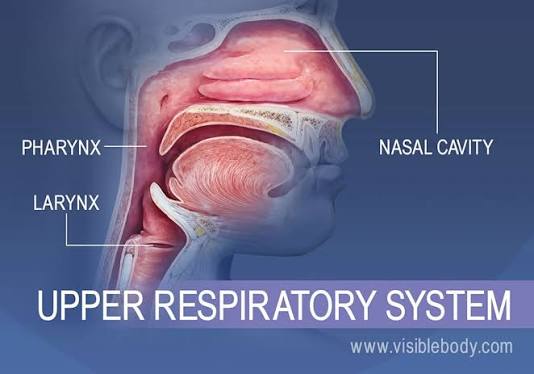 <p>Function: The nasal cavity filters, warms, and humidifies incoming air before it travels to the lungs</p><p>Pathway to O2 &amp; CO2: Air enters the nasal cavity → pharynx → larynx → trachea → bronchi → bronchioles → alveoli, where O₂ passes into the blood and CO₂ goes back out</p><p>Found in: nose/mouth</p>