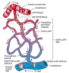 <p>walking improves blood circulation</p>
