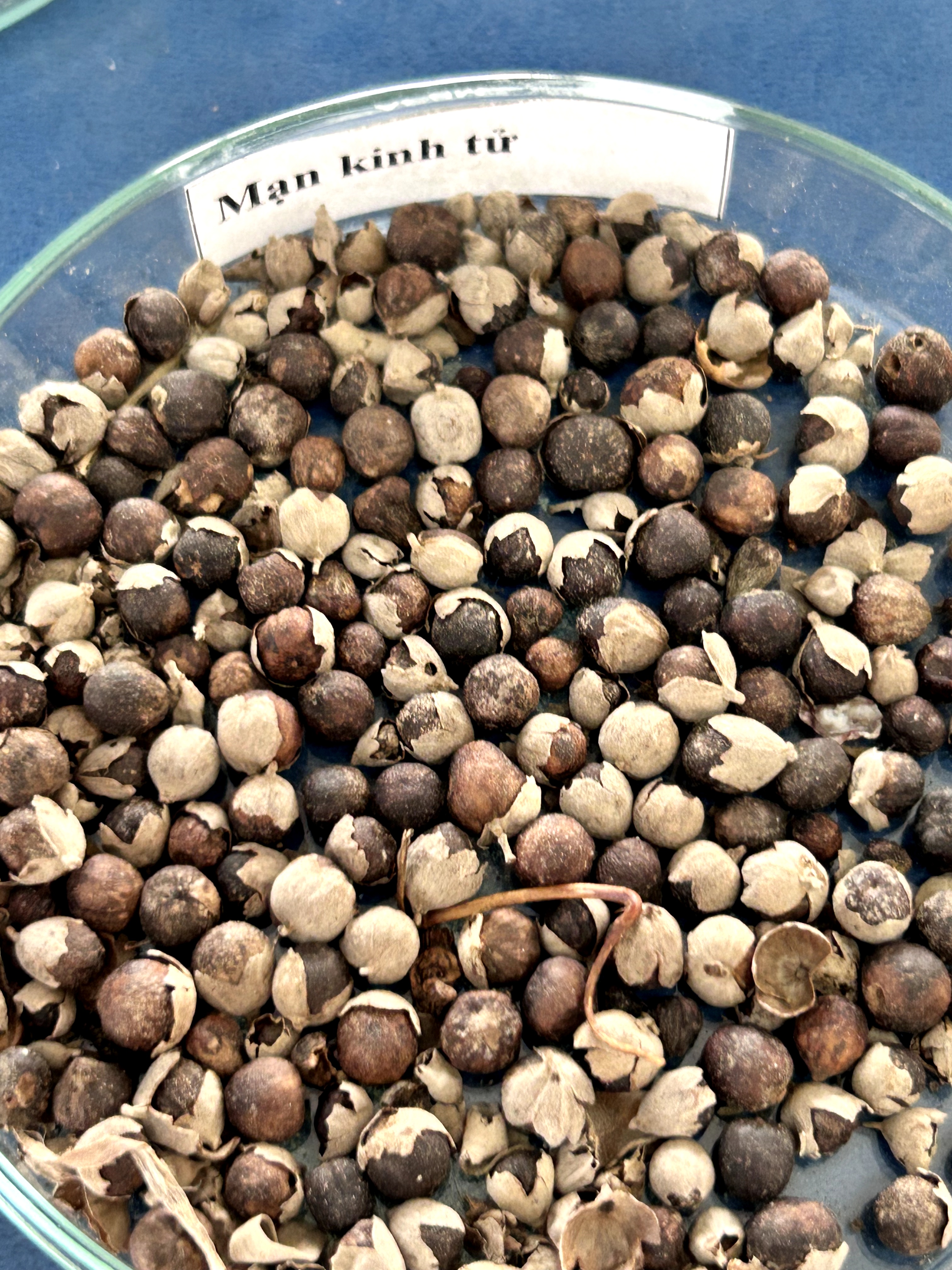 <p>mạn kinh tử</p>