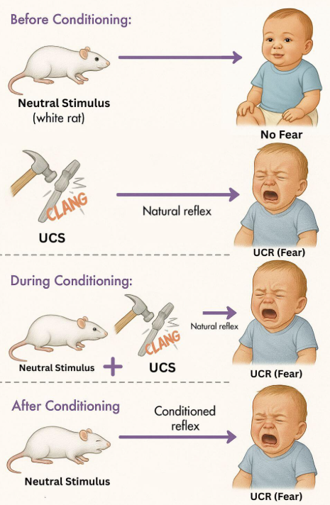 <p>The Little Albert Study</p>