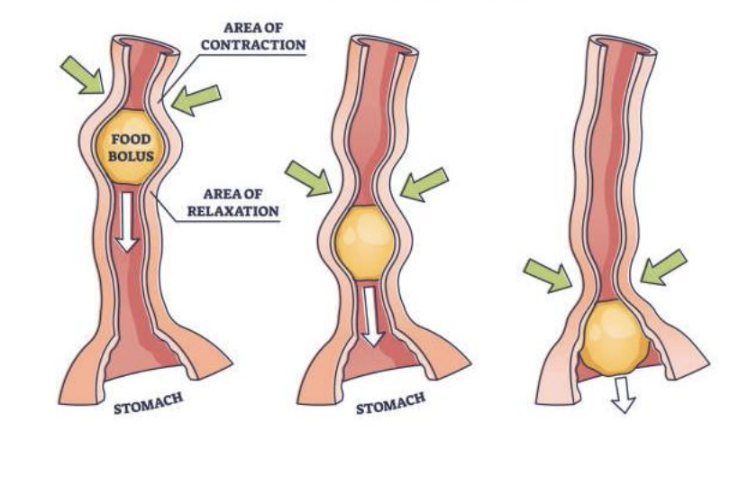 <p>contractions that push food through the digestive tract</p>