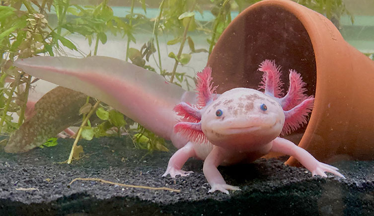 <p> (Axolotl)</p>