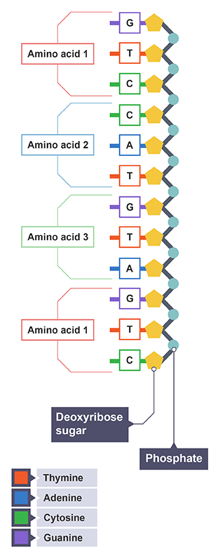 <p>three bases code for one amino acid which join to synthesise the protein</p>