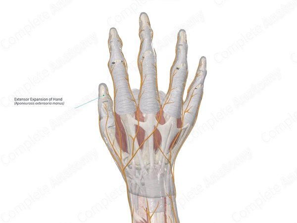 <p>What are extensor expansions of the hand?</p>