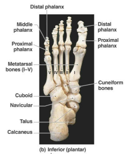 <p>Metatarsus</p>