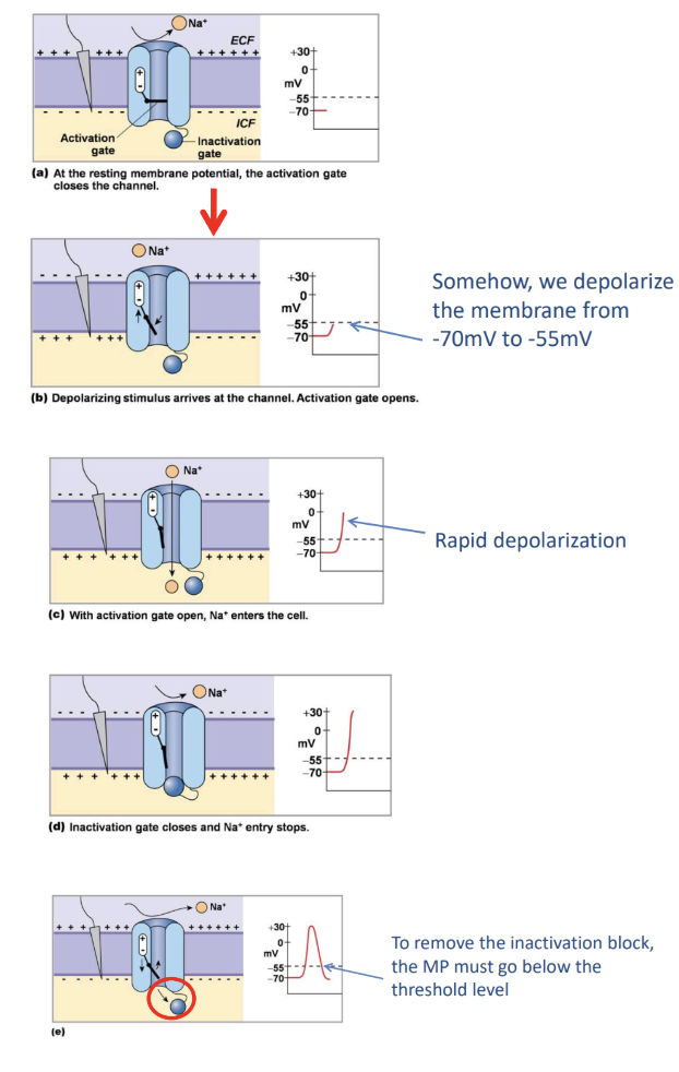 <ul><li><p>to generate a membrane potential</p></li><li><p><span style="background-color: transparent;">Membrane increases conductance (permeability for that ion), Na+ channels are open only for Na+</span></p></li><li><p><span style="background-color: transparent;"><strong>Voltage gated channel</strong></span></p><ul><li><p><span style="background-color: transparent;">Resting MP, the channel is shut at -70 mV</span></p></li><li><p><span style="background-color: transparent;">Depolarize (less negative inside the cell) to open the channel! Depolarize to about -55 mV to open and close two types of gate</span></p><ul><li><p><span style="background-color: transparent;">Activation Gate opens to allow Na+</span></p></li><li><p><span style="background-color: transparent;">Rapid depolarization</span></p></li><li><p><span style="background-color: transparent;">Inactivation Gate closes and Na+ entry as well as rapid depolarization</span></p><ul><li><p><span style="background-color: transparent;">The gate is only removed once membrane potential goes back to threshold level (-55 mV)</span></p></li></ul></li></ul></li></ul></li></ul><p></p>
