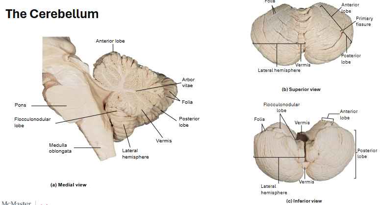 <p>Cerebellum contains many neurons</p>