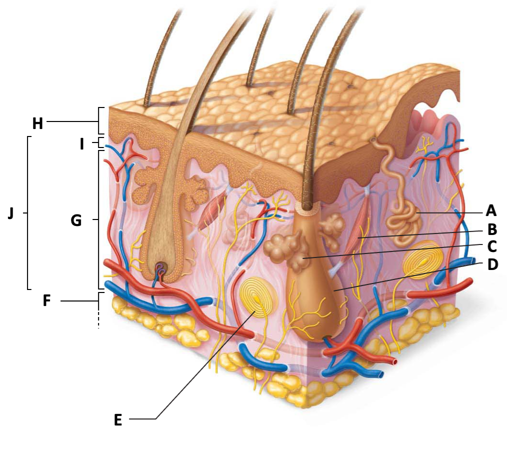 <p>Match the letter to the structure</p><ol><li><p style="text-align: left;">Pacinian corpuscle/mechanoreceptor:</p></li><li><p style="text-align: left;">Sebaceous gland:</p></li><li><p style="text-align: left;">Arrector pili muscle:</p></li><li><p style="text-align: left;">Epidermis:</p></li></ol><p></p>