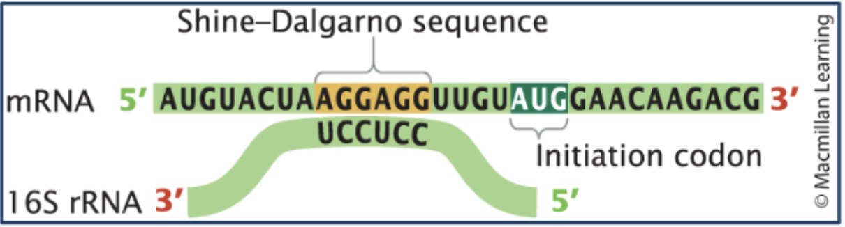 <p>Initiation of prokaryotic translation</p>