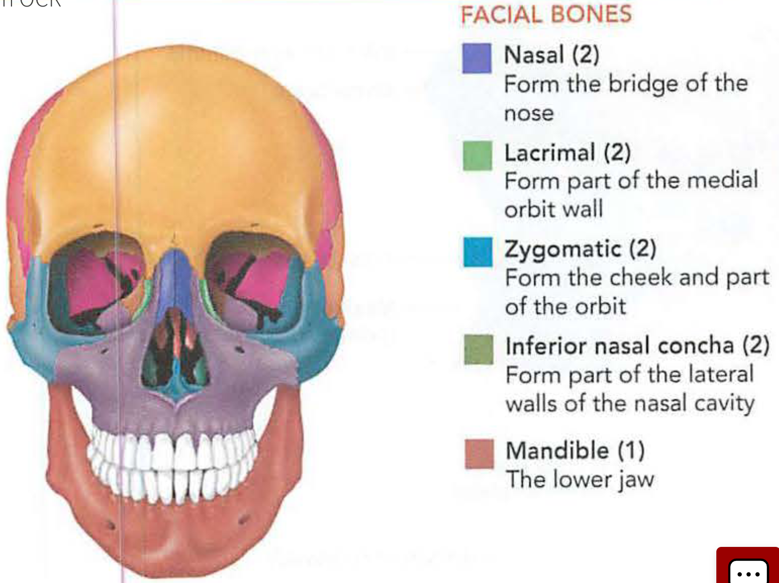 <ol start="2"><li><p>facial bones</p></li></ol><p></p>