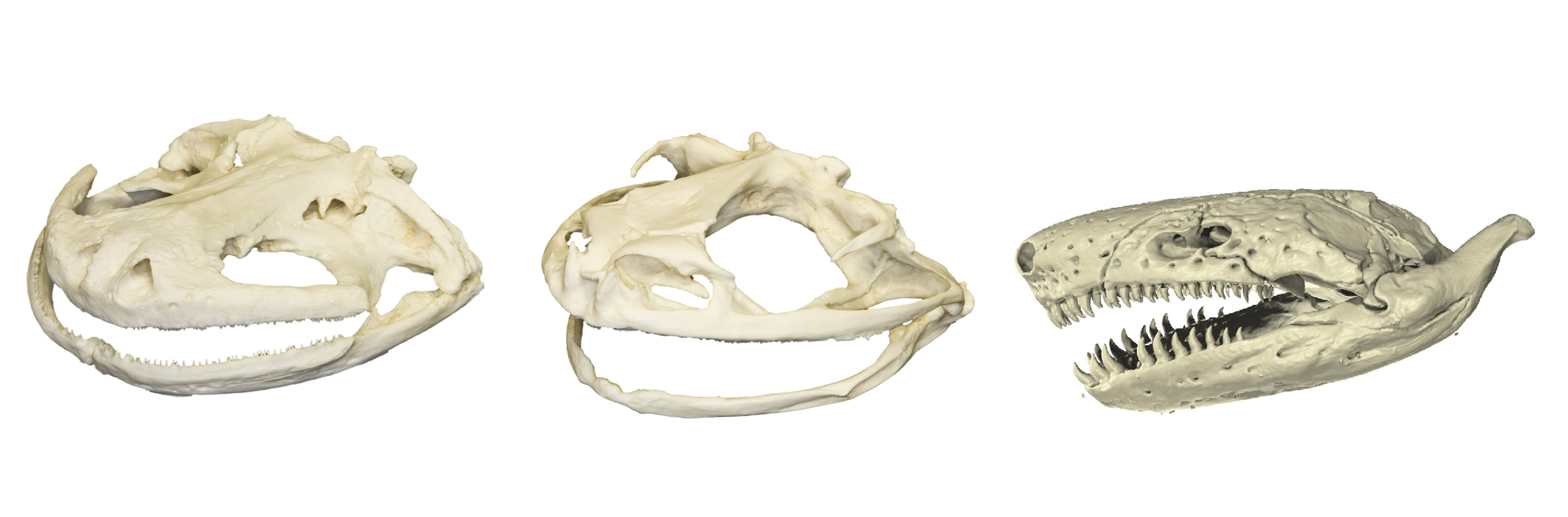 <p><span>The skulls below (not to scale) belong (in the order from left to right) to: </span></p>