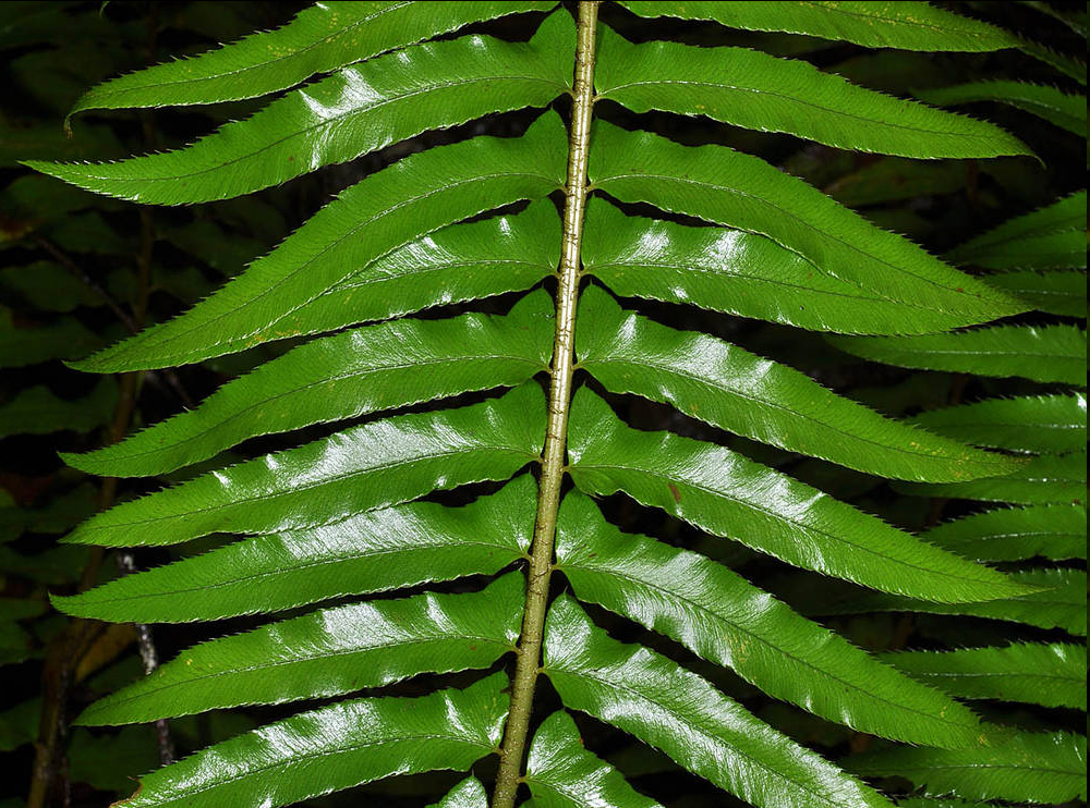 <p>This perennial fern is part of the Dryopteridaceae family and is commonly found in temperate regions, particularly in moist, shaded forest understories. It is characterized by its tall, arching fronds that can reach up to 1.5 meters in length. The fronds have a distinctive sword-like shape, with a glossy green appearance.</p>