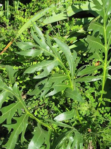 <p>Silphium, leaves track and move towards sun, sandpaper leaves, yellow flower, <em>only full sun, loam</em> </p>