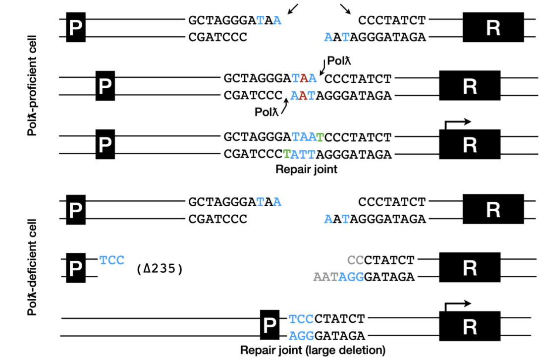 <p>Fills uneven ends in DSBs to allow even ligation</p><p>Polymerase deficient cells result in deletion of bases - as ends must be even length for ligation</p><ul><li><p>bases lost until repair joint can be formed - could be a severe level of base loss</p></li></ul><p></p>