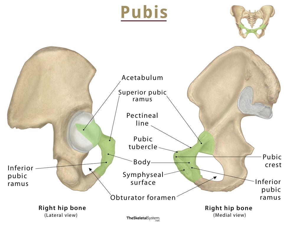 <p>The symphyseal surface is an oval medial surface that articulates with the opposite pubis.</p>