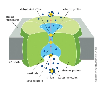<p><em>passive </em>transport</p><p>Hydrophilic <em>pore </em>across membrane</p><p>Selective for size and charge</p><p>Example = ion channel</p><p></p>