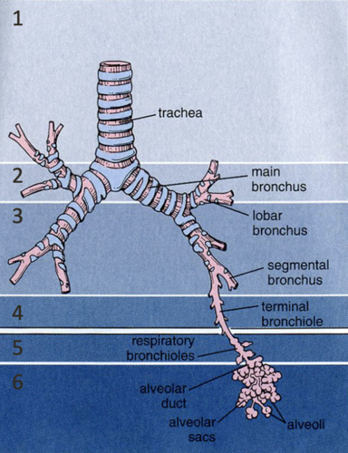 <p><span style="background-color: transparent;"><strong>Bronchioles:</strong> Eventually, the tubes lose cartilage entirely and become <strong>bronchioles</strong> (less than 1mm diameter).</span></p><ul><li><p><span style="background-color: transparent;"><strong>Terminal Bronchioles:</strong> The end of the "conducting zone" (no gas exchange).</span></p></li><li><p><span style="background-color: transparent;"><strong>Respiratory Bronchioles:</strong> The start of the "respiratory zone" (have tiny alveoli for gas exchange).</span></p></li></ul><p></p>