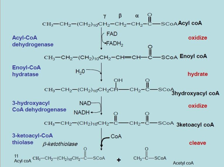 <p>Beta-oxidation is the central pathway for fatty acid degradation and consists of a repeating cycle of four reactions: <strong>oxidation, hydration, oxidation, and cleavage</strong>.</p><p>What happens with each cycle </p>