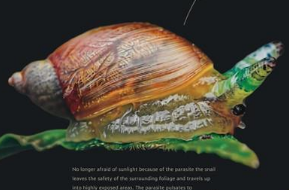 <p>A parasite derives nourishment from a host, which is harmed in the process. </p>