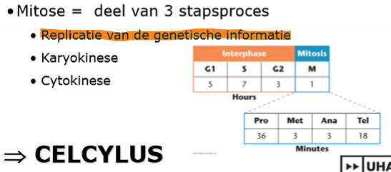 <p>mitose is een 3 stapsproces: </p><ol><li><p>replicatie van de genetische informatie </p></li><li><p>karyokinese</p></li><li><p>cytokinese </p></li></ol><p>Dit is de celcyclus </p><p></p><p></p>