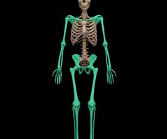<p>bones of the shoulder, pelvis, and upper and lower extremities</p>