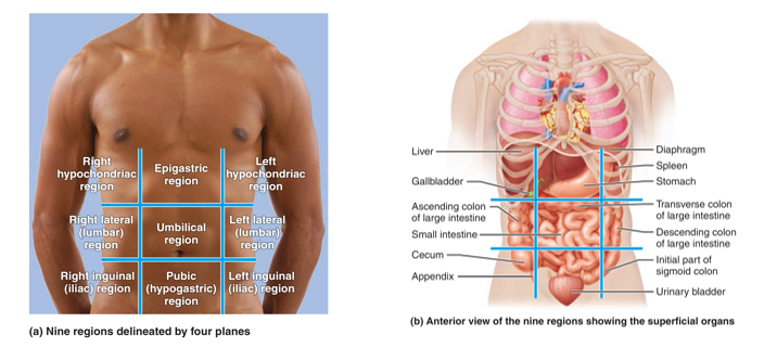 <p>Nine Abdominopelvic Regions</p>