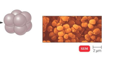 <p>Cube like Cocci</p>