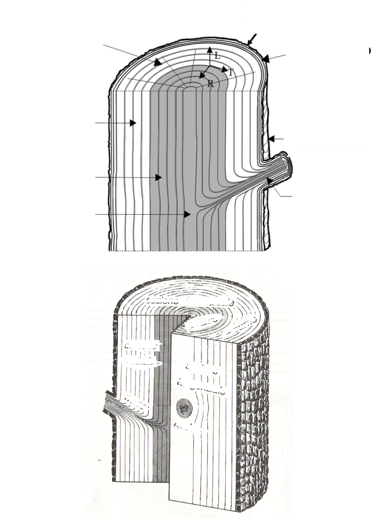 <p>Nella sezione trasversale del tronco si riconosce:</p>