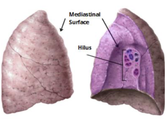 <ul><li><p>the medial surface </p></li><li><p>it contains the entry + exit points for all vessels and airways at a structure </p></li></ul><p></p>