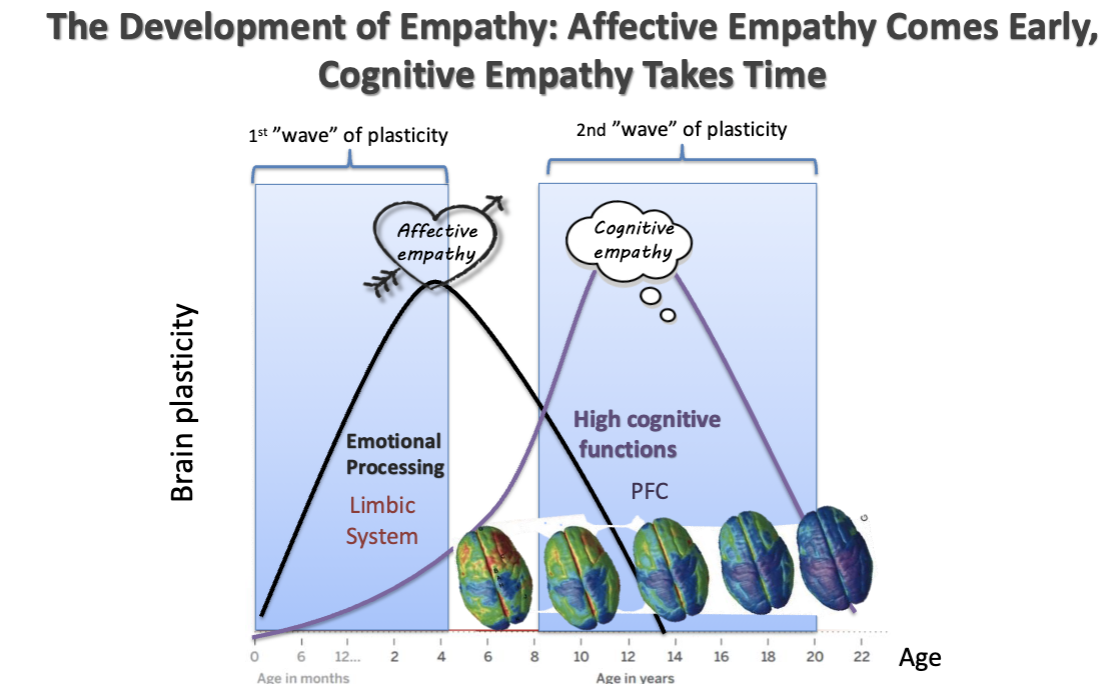<p>The development of empathy overlaps the developmental gap between the 1st wave of limbic system plasticity, and the 2nd wave of PFC plasticity </p>