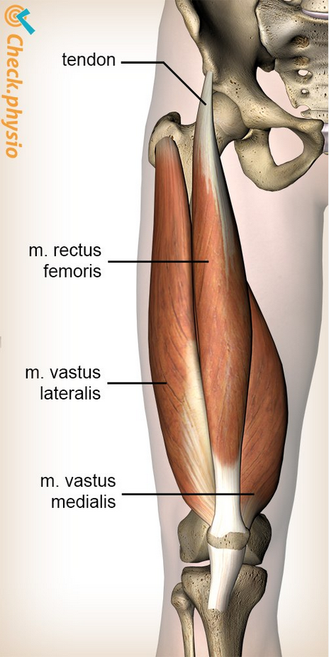 <p>vastus lateralis</p>