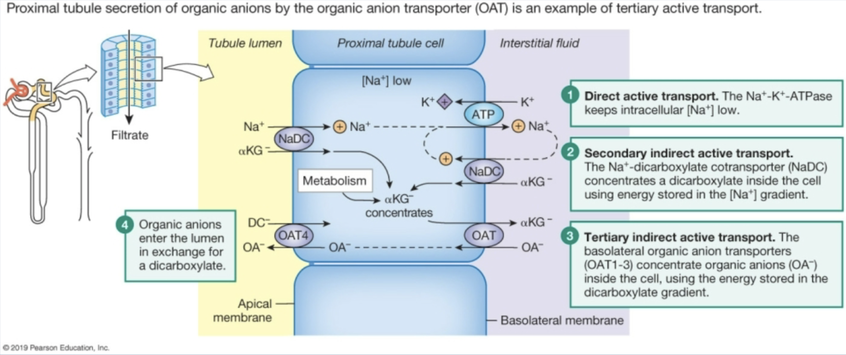 <p>Secretion of organic anions through OAT</p><ul><li><p>sodium gradient moves along with dicarboxylates, creating dicarboxylate gradient in cell</p></li><li><p>OAT concentrates organic anions in the cell using energy from dicarboxylate gradient moving out.</p></li></ul><p></p>