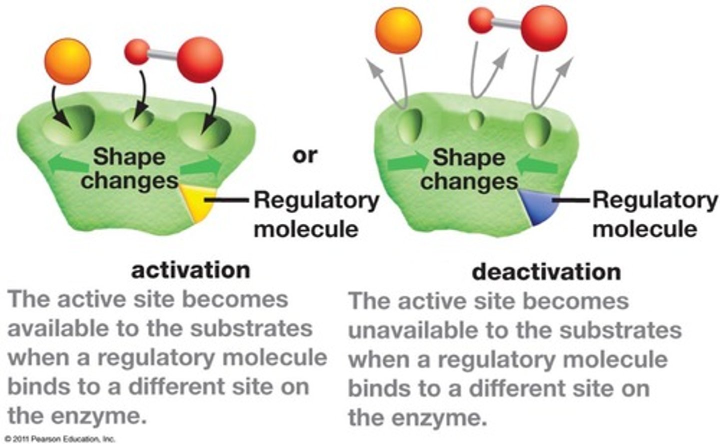 <p>competitive inhibition: inhibitor binds to active site blocking the active site from the substrate</p><p>allosteric regulation: a regulatory either has to be present or cannot be present in order for the active site to be the right shape to accept substrates</p>