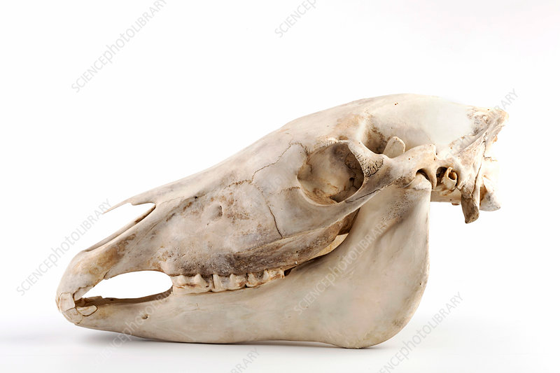 <p>Weigh: Stallions 900–1,200+ lbs; mares 800–1,000 lbs </p><p>Outside breeding season: Stable <strong>bands (harems)</strong> year-round. Each band typically consists of one dominant stallion, multiple mares, and their offspring. Young males are pushed out and form bachelor groups.</p><p>Rut system: Strong <strong>harem polygyny</strong>. Stallions actively defend mares from rival males and attempt to recruit or steal females.</p><p>Reproduction: ~11–12 month gestation; usually 1 foal born in spring.</p><p>Strong long-term band stability; mares often remain in the same band for life.</p>