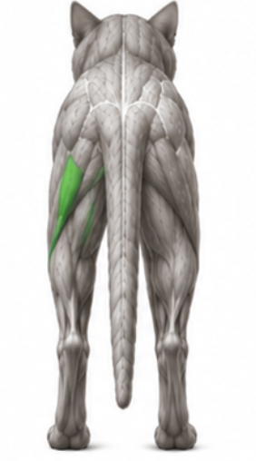 <p>What cat muscle is this?</p>