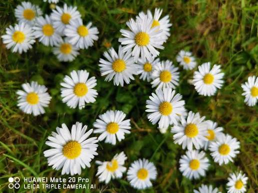 <p><em>Bellis perennis</em></p><p><em>Daisy</em></p><p><span>An evergreen perennial forming rosettes of dark green, spoon-shaped leaves, with small, solitary, yellow-centred, pink-tinged, white daisies in late spring and summer</span></p>
