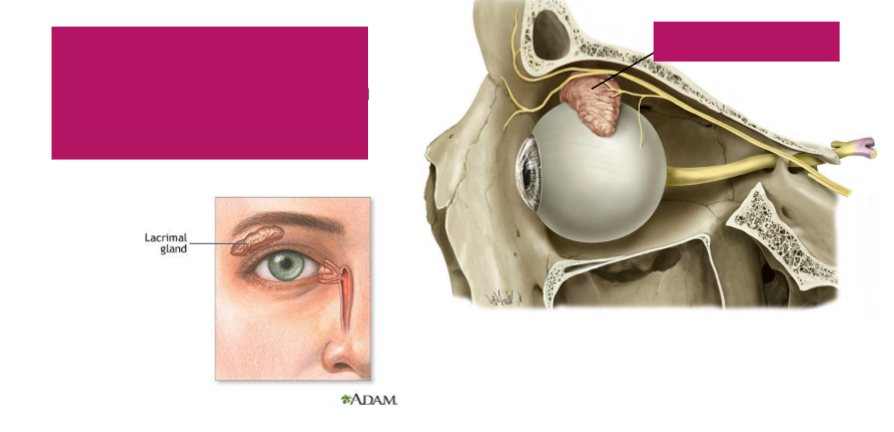 <p>What is this structure and it’s function?</p>