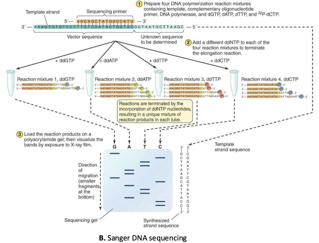 <p><strong><em>The Sanger sequencing method</em></strong> is based on the synthesis of a DNA strand, using a template strand to guide the insertions of nucleotides.</p><ol><li><p>Plasmid with cloned DNA is denatured to provide ss template</p></li><li><p>Four DNA polymerization reactions prepared</p></li><li><p><sup>32</sup>P-dCTP (highlighted in yellow) is radioactively labeled</p></li><li><p>ddNTP is added to each reaction – polymerization reaction is terminated</p></li><li><p>Products of each reaction are detected by exposure to X-ray film after electrophoresis</p></li></ol><p></p><p><strong>Simple</strong>: Each band represents where DNA synthesis stopped, and the lane tells you which base caused the stop. Reading fragments from smallest to largest reveals the sequence order.</p><img src="https://assets.knowt.com/user-attachments/dab15d48-8479-4f57-952b-82cec50db54c.png" data-width="50%" data-align="center" alt="Example"><p></p>