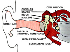<p>membrane at the entrance to the cochlea through which the ossicles transmit vibrations</p>