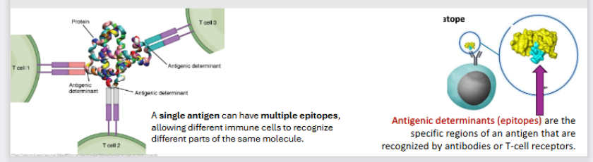 <p>Antigenic Determinants (also known as <strong>Epitopes</strong>)</p><ul><li><p>Specific regions of an antigen that are recognized by antibodies orT-cell receptors</p></li><li><p>A single antigen can have multiple epitopes</p><ul><li><p>This means that there can be different immune cells to recognize different parts of the same molecule. </p></li></ul></li></ul><p></p>