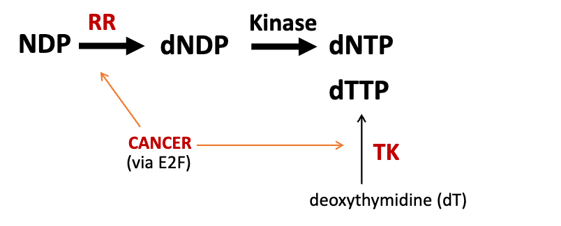 <p>large DNA viruses (HSV and VV) express ribonucleotide reductases because they need large pools of dNTPs for DNA synthesis</p><ul><li><p>nucleotide synthesis requires ribonucleotide reductase (RR) &amp; thymidine kinase (TK)</p></li><li><p>HSV encodes RR subunit (UL39 gene = ICP6), and TK (UL23)</p></li><li><p>VACV encodes RR subunit (F4L gene) and TK (J2R) → deletion of F4L RR makes virus non-pathogenic but still replicate efficiently in tumors and prolongs survival in mice with bladder cancer → even higher survival when both F4L and J2R are deleted</p></li></ul><p></p>