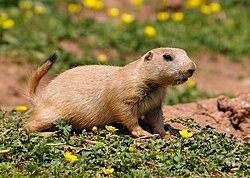 <p>Highly social, colonial burrowing rodent of shortgrass prairie and open plains. Lives in large “towns” with complex tunnel systems and distinct coteries (family groups). </p><p>Key ecosystem engineer that maintains short, grazed grass habitat used by many other species.</p><p>May undergo torpor, but not true hibernation.</p>
