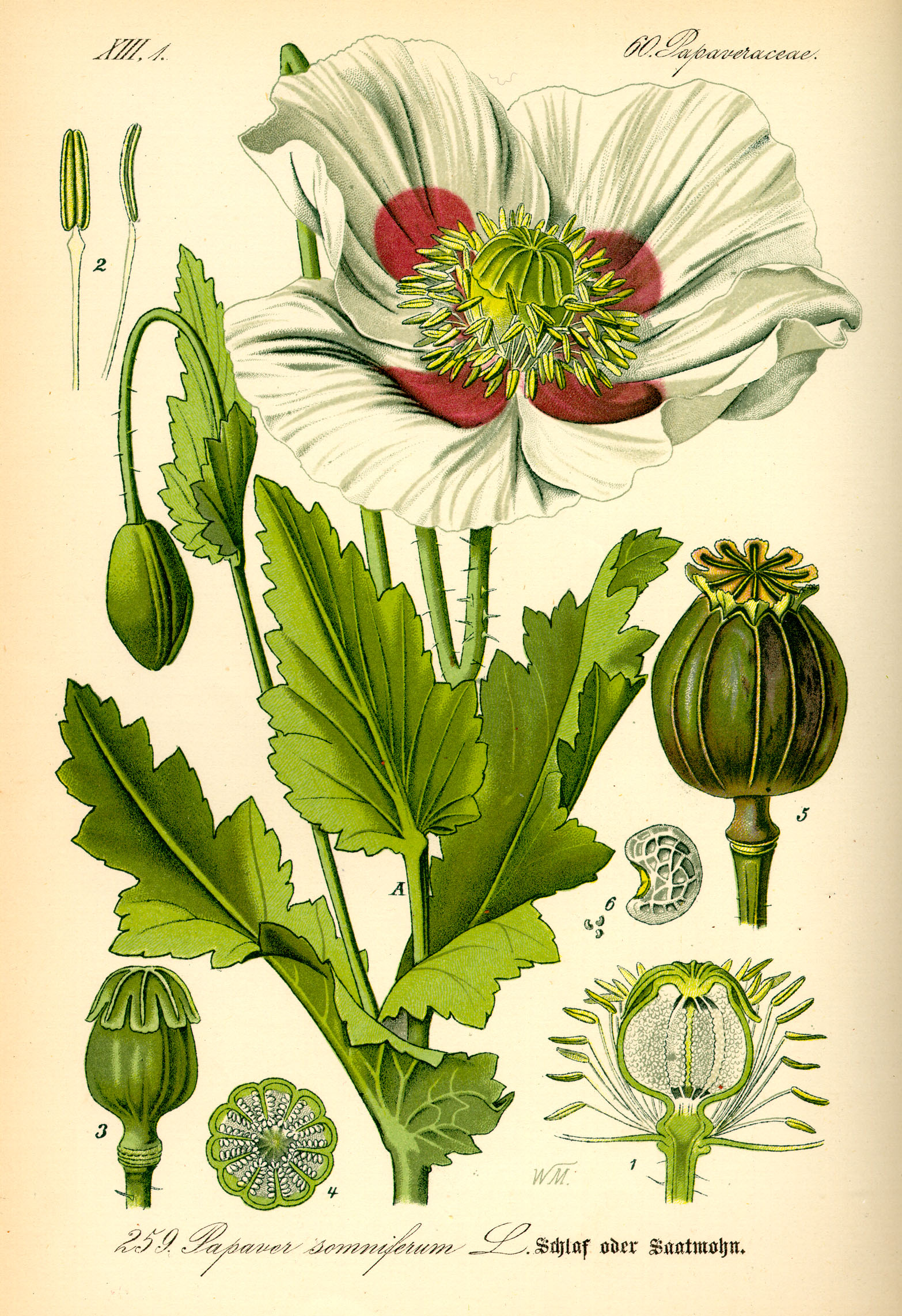 <p>نام علمی : Papaver somniferum</p><p>میوه : کپسول-دارای شیره‌ی تریاک</p><p>ماده خالص : مورفین-آلکالوئید های اوپیوم (دارای نیتروژن اند)</p><p>اندام دارویی : برگ ها</p><p>کاربرد دارویی : ضد درد (نئشه کننده) و مسکن-آلکالوئید ها ضد سرفه</p><p>نکته : اولین ماده طبیعی به صورت خالص Pure compound از این گیاه استخراج شد.</p><p>نارکوتیکیوز <span data-name="warning" data-type="emoji">⚠</span></p>