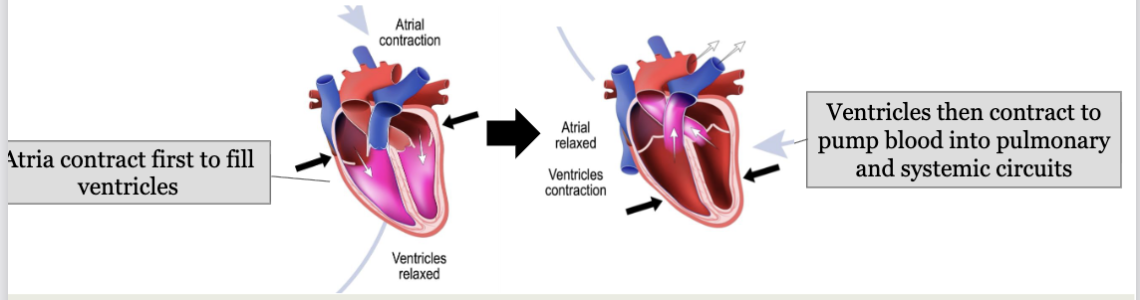 <p>cardiac cycle: the sequence of events that occur during one complete heartbeat</p><p>occurs in 2 phases: </p><p>contraction (systole) - blood leaves the chamber</p><p>relaxation (diastole) - blood refills chamber</p><p>pressure changes promote blood flow and valve opening and closing</p><p>-fluid will only flow if there is a pressure gradient (pressure difference)</p><p>-fluid flows from high-pressure to low-pressure joint</p>