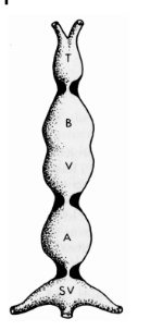 <ol><li><p><span style="background-color: transparent;">Arterial trunk/ truncus arteriosus </span></p></li><li><p><span style="background-color: transparent;">Ventricle </span></p></li><li><p><span style="background-color: transparent;">Primitive ventricle </span></p></li><li><p><span style="background-color: transparent;">Atrium</span></p></li><li><p><span style="background-color: transparent;">Sinus venosus</span></p></li></ol><p></p>
