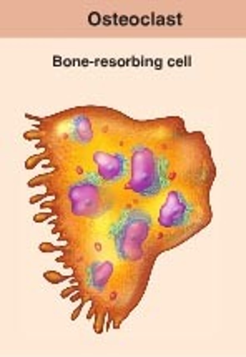 <p>decreases bone density, reabsorbs bone matrix</p>