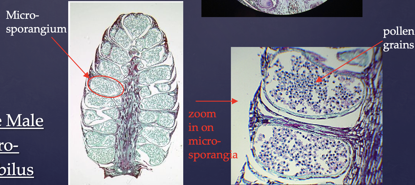 <p>The large blue sacs are <strong>microsporangium</strong> and they hold <strong>pollen</strong> <strong>grains</strong></p>