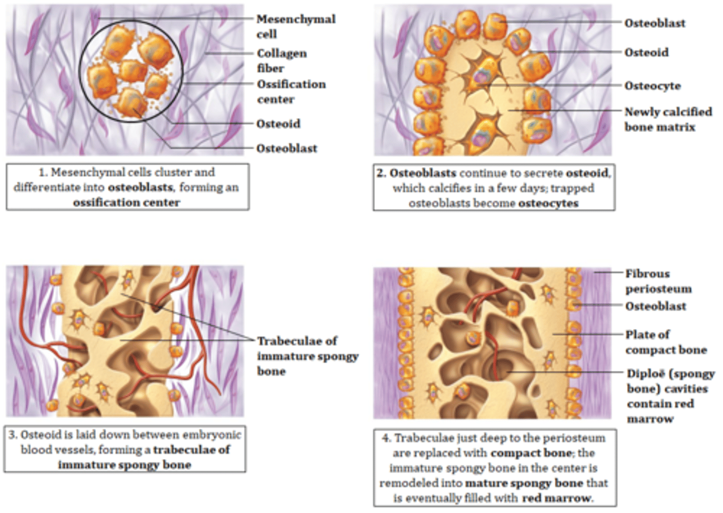 <p>1. Mesenchymal cells cluster and differentiate into osteoblasts, forming an ossification center</p><p>2. Osteoblasts continue to secrete osteoid, which calcifies in a few days; trapped osteoblasts become osteocytes</p><p>3. Osteoid is laid down between embryonic blood vessels, forming trabeculae of immature spongy bone</p><p>4. Trabeculae just deep to the periosteum are replaced with compact bone; the immature spongy bone in the center is remodeled into the mature spongy bone that is eventually filled with red marrow.</p>